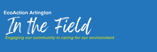 EcoAction Arlington In the Field engaging our community in caring for our environment