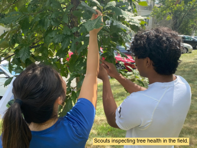 Two scouts reach up into branches of a tree to inspect its health