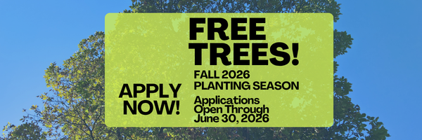 4N1%20Fall%202026%20Trees%20email%20header.png