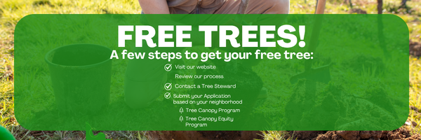 image of a kneeling person planting a sapling in a hole in the ground promoting a few steps to get your free tree